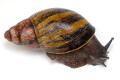 Archachatina sp. Calabar, Nigeria, adult, 7,5 cm